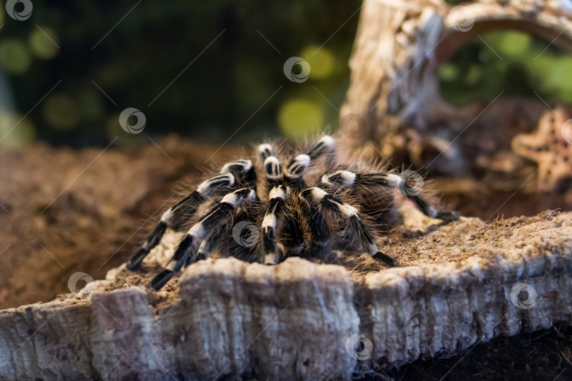 Скачать Паук brachypelma auratum в террариуме крупным планом фотосток Ozero