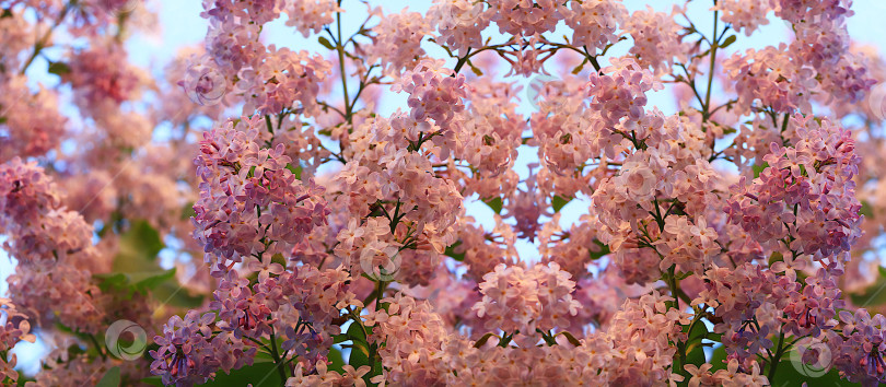 Скачать Абстрактный цветочный баннер. Нежные цветы сирени в весеннем саду на фоне голубого неба. Концепция прихода весны, цветочная открытка, шаблон для дизайна, креативная композиция, фотосток Ozero