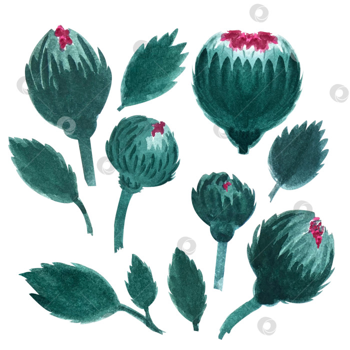 Скачать Акварельные иллюстрации с темно-зелеными цветами и листьями фотосток Ozero
