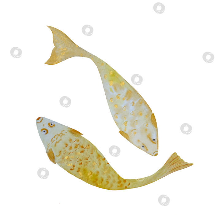 Скачать Акварельные рыбы, нарисованные от руки на белом фоне фотосток Ozero