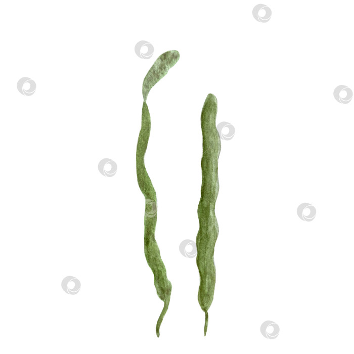Скачать Акварельные водоросли, выделенные на белом фоне фотосток Ozero
