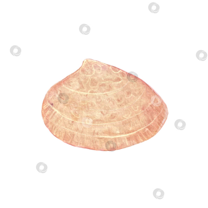 Скачать Акварельно-розовая раковина, выделенная на белом фоне фотосток Ozero