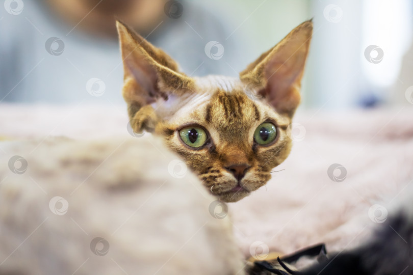 Скачать Домашний портрет кошки корниш-рекс крупным планом фотосток Ozero