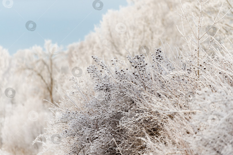Скачать Солнечный зимний день в парке и деревья в снегу крупным планом. Зимняя природа. фотосток Ozero