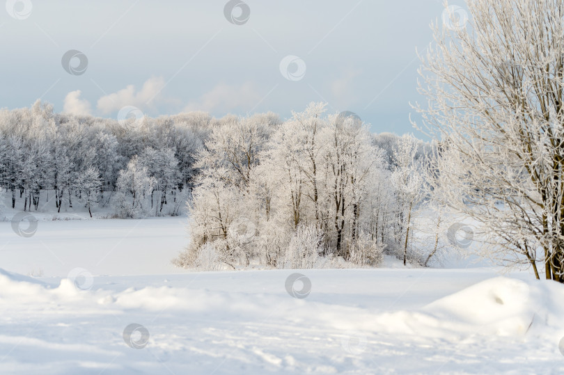 Скачать Солнечный зимний день в парке и деревья в снегу. фотосток Ozero