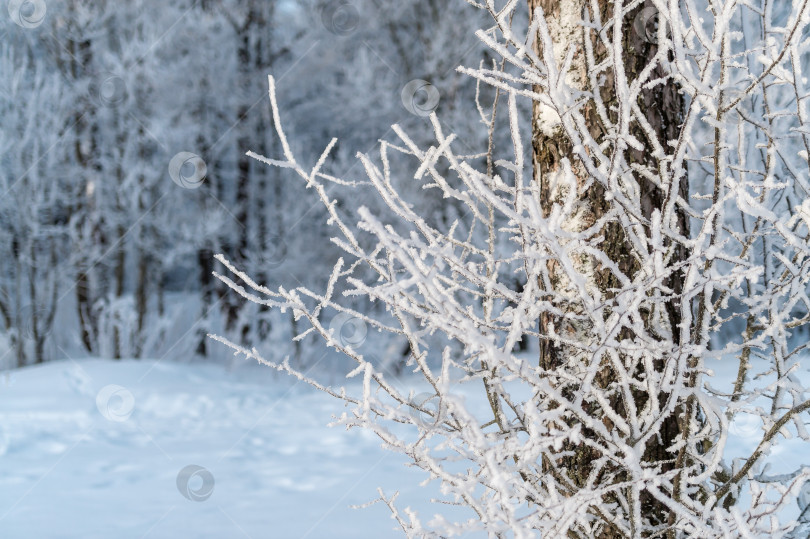 Скачать Снег на ветвях деревьев в зимнем парке. Морозная погода. фотосток Ozero