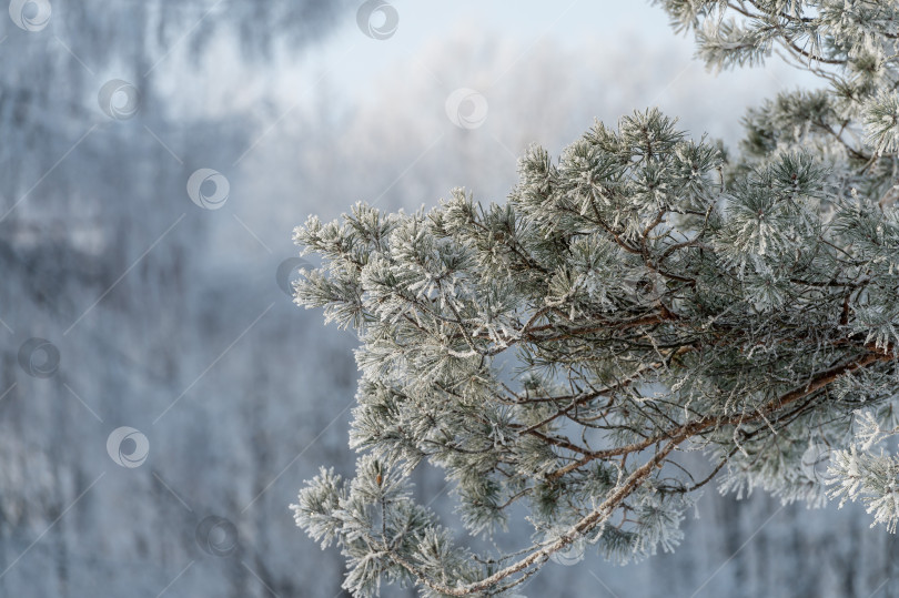 Скачать Деревья, покрытые снегом в морозную погоду в солнечный день крупным планом. фотосток Ozero