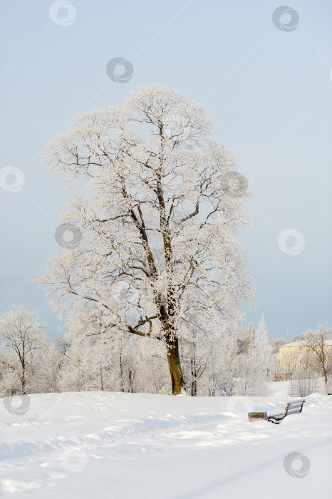 Скачать Солнечный зимний день в парке и деревья в снегу крупным планом. Зимняя природа. фотосток Ozero