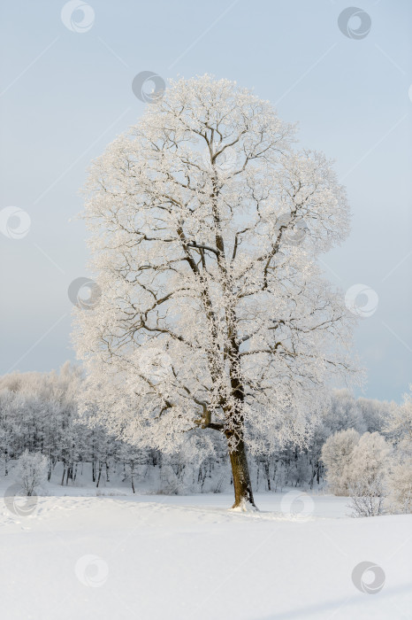 Скачать Солнечный зимний день в парке и деревья в снегу. фотосток Ozero