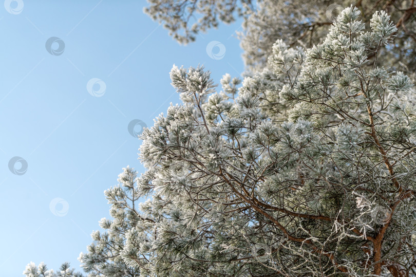 Скачать Снег на ветвях деревьев в зимнем парке. Морозная погода. фотосток Ozero