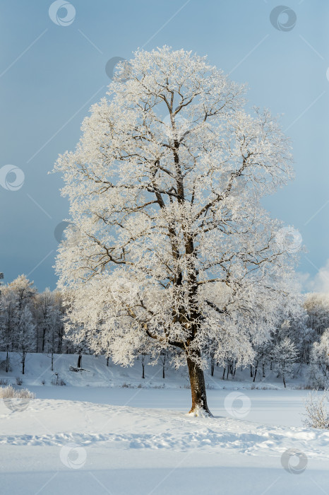 Скачать Красивое одинокое дерево в зимнем парке фотосток Ozero