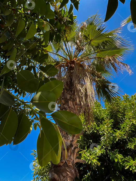 Скачать Фикусовое дерево с молодыми зелеными листьями. Естественный фон тропического дерева фотосток Ozero