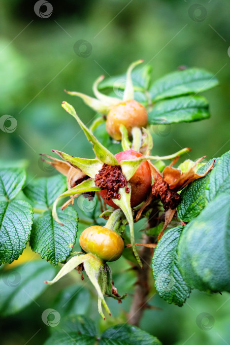Скачать Красные плоды шиповника и зеленые листья крупным планом фотосток Ozero