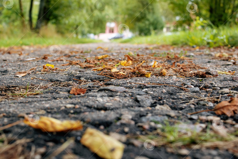 Скачать Осенние желтые листья на асфальтовом тротуаре фотосток Ozero