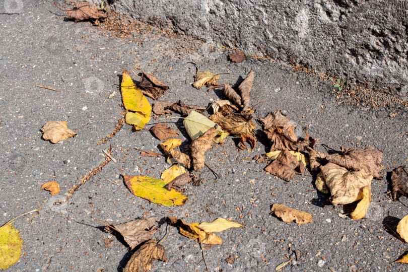 Скачать Желтые осенние листья на асфальте в солнечном свете фотосток Ozero