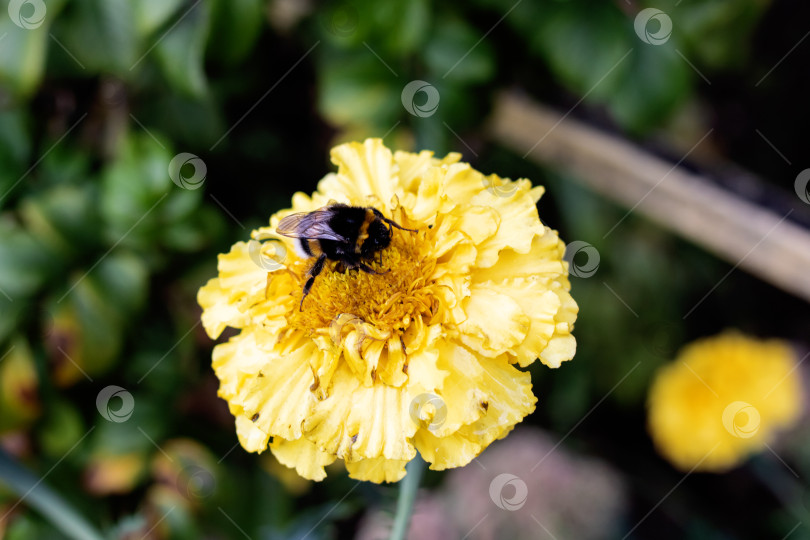 Скачать Шмель, сидящий на желтом цветке крупным планом фотосток Ozero