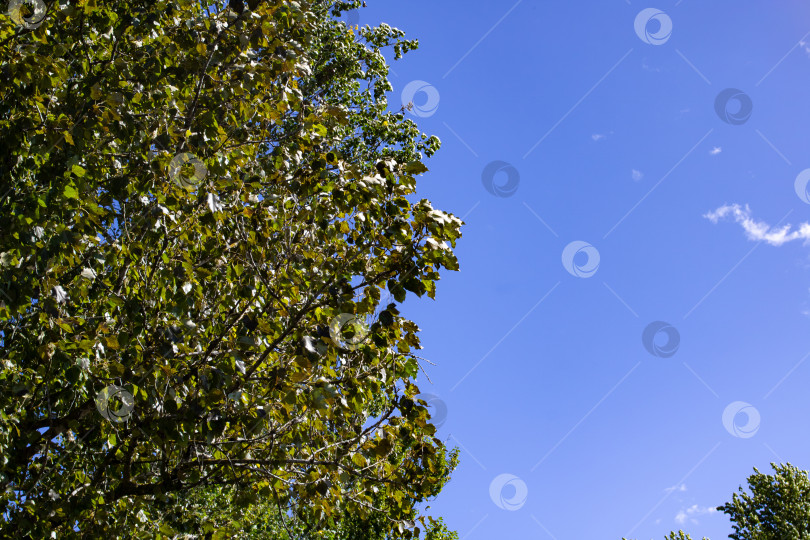 Скачать Зеленые листья на ветвях деревьев на фоне голубого неба фотосток Ozero