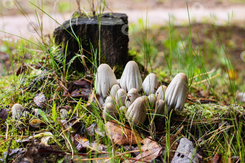 Скачать Белые ядовитые грибы возле пня в осеннем лесу фотосток Ozero