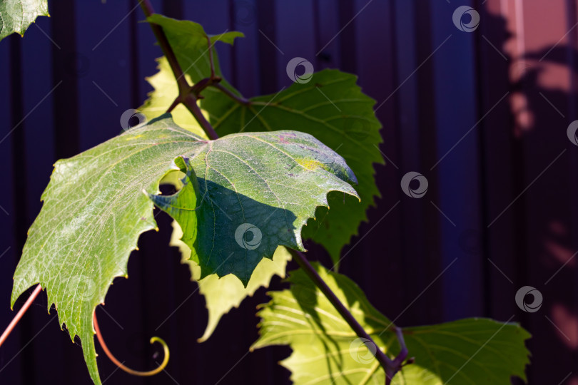 Скачать Зеленый виноградный лист крупным планом на фоне забора фотосток Ozero