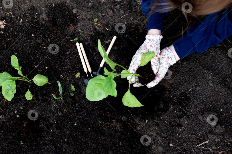 Скачать крупным планом садовник сажает баклажаны на огороде. фотосток Ozero