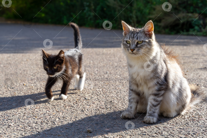 Скачать Серая пушистая кошка и черный котенок были сфотографированы на улице. фотосток Ozero