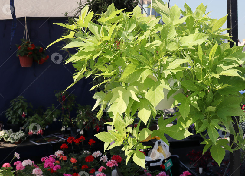 Скачать очаровательное растение с зелеными листьями на садовой выставке фотосток Ozero