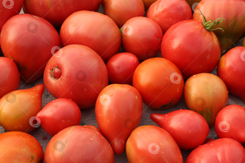 Скачать спелые красные помидоры, собранные после дождя. натуральный или растительный фон фотосток Ozero