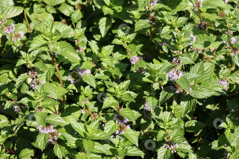 Скачать луговоцветущее ароматическое растение Мята (лат.Mentha) - род растений семейства листоцветных фотосток Ozero