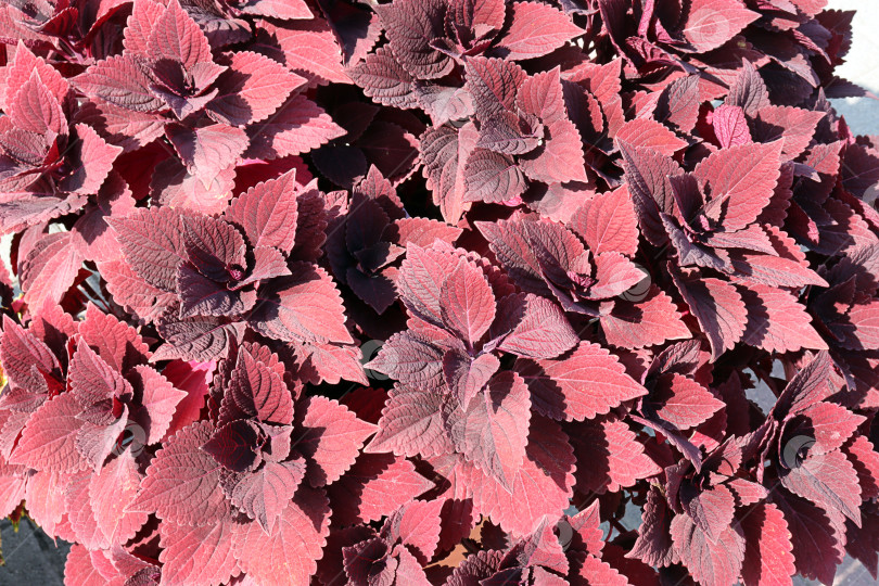 Скачать Колеус (лат. Coleus) - род растений семейства ламиевые фотосток Ozero