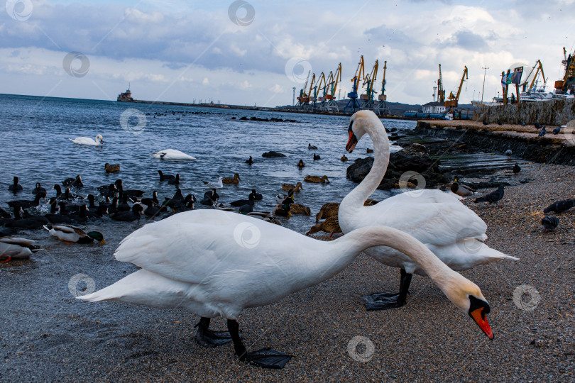 Скачать Два лебедя на берегу. Крым. 2024 г. фотосток Ozero