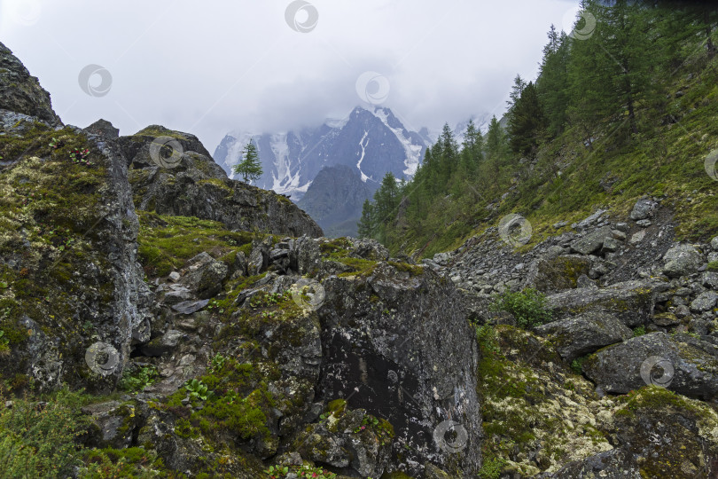 Скачать Долина реки Шавла. Горный Алтай, Россия. фотосток Ozero