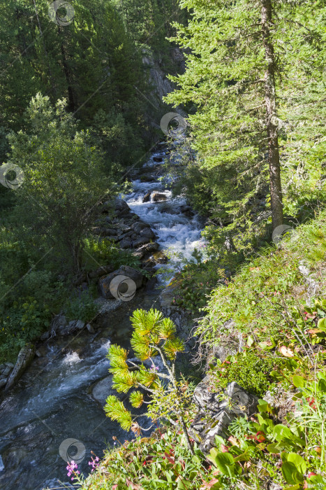 Скачать Небольшая речка в горах Алтая. Россия. фотосток Ozero