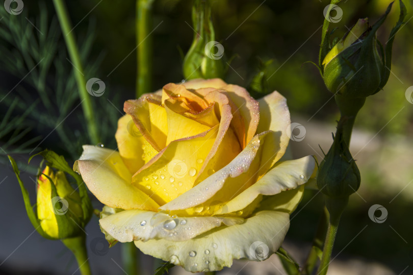 Скачать Капельки воды на цветущей ярко-желтой розе. фотосток Ozero