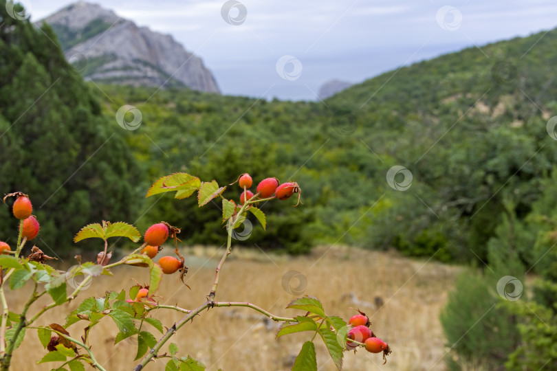 Скачать Плоды шиповника крупного плана. фотосток Ozero