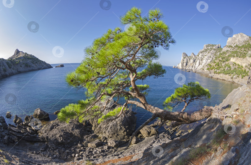 Скачать Реликтовая сосна на горной тропинке над морем. Крым. фотосток Ozero