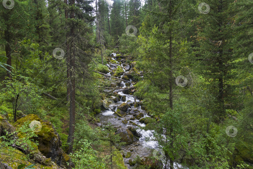 Скачать Каскад небольших водопадов на горной реке. Алтай, Россия. фотосток Ozero