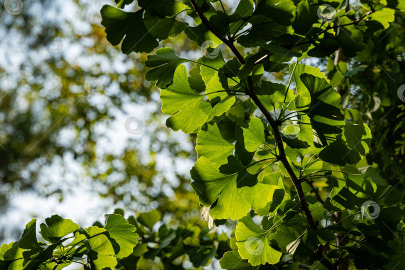 Скачать Дерево гинкго (Ginkgo biloba) или дерево гинкго. Ветка дерева динозавров с зелеными текстурированными листьями на фоне размытой зеленой листвы. Выборочный фокус. Крупный план. Концепция природы для дизайна. фотосток Ozero