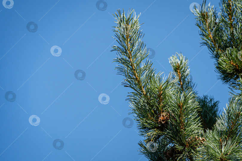 Скачать Японская сосна Pinus parviflora Glauca. Красивые коричневые сосновые шишки на ветках японской сосны. Крупный план. Голубое небо в качестве фона. Ясный солнечный осенний день. Концепция природы для дизайна. фотосток Ozero