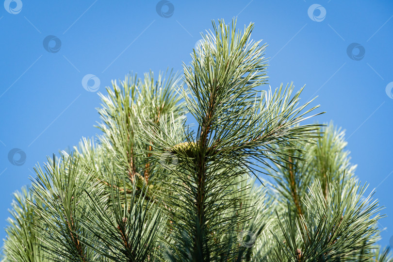 Скачать Австрийская сосна или черная сосна (Pinus Nigra). Красивые коричневые сосновые шишки на ветках австрийской сосны. Крупный план. Голубое небо в качестве фона. Ясный солнечный осенний день. Концепция природы для дизайна. фотосток Ozero