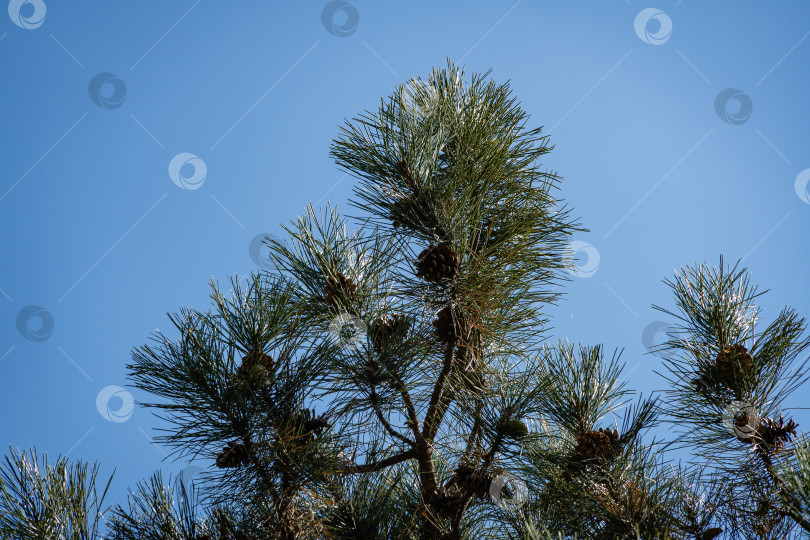 Скачать Пицундская сосна Pinus brutia pityusa. Красивые коричневые сосновые шишки на ветке пицундской сосны. Крупный план. Голубое небо в качестве фона. Ясный солнечный осенний день. Концепция природы для дизайна. фотосток Ozero