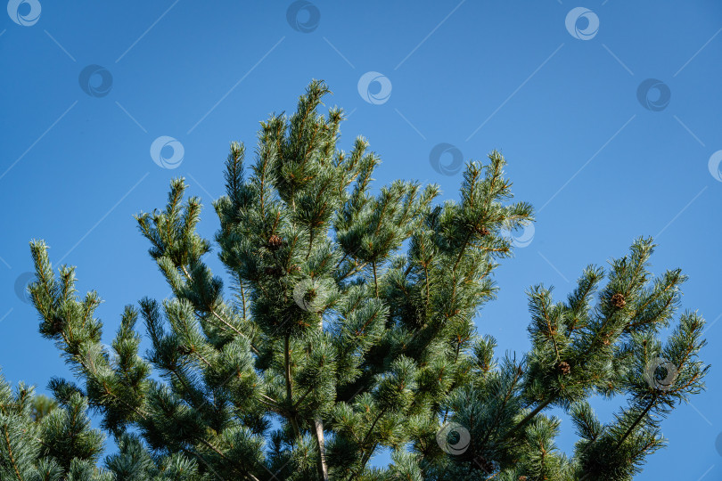 Скачать Японская сосна Pinus parviflora Glauca. Красивые коричневые сосновые шишки на ветках японской сосны. Крупный план. Голубое небо в качестве фона. Ясный солнечный осенний день. Концепция природы для дизайна. фотосток Ozero