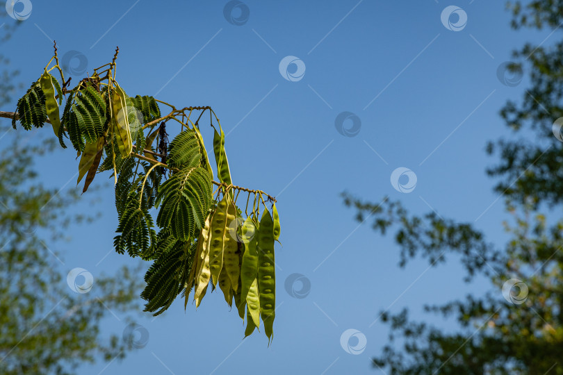 Скачать Albizia julibrissin - персидское шелковое дерево или розовое шелковое дерево семейства Fabaceae. Ветвь со стручками с семенами на фоне голубого неба. Семена в длинных желтых стручках на размытом фоне. Избирательный фокус. фотосток Ozero