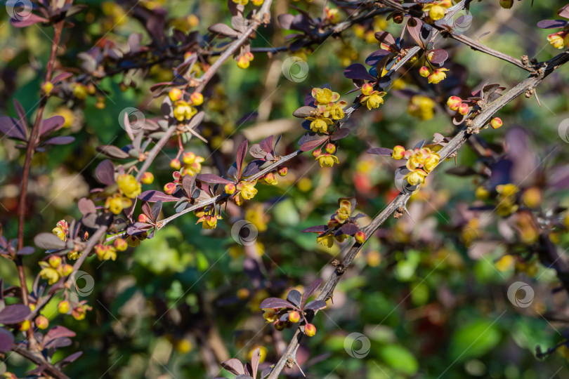 Скачать Красивая сиреневая листва с желтыми цветами на изогнутых ветвях барбариса Berberis thunbergii Atropurpurea. Размытый фон вечнозеленых растений. Выборочный фокус. Вечнозеленый ландшафтный сад весной. фотосток Ozero