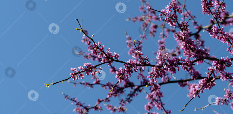 Скачать Фиолетовые цветы на ветвях красноплодки восточной или красноплодки Cercis canadensis в весенний солнечный день. Розовые цветы иудиного дерева крупным планом на фоне голубого неба. Выборочный фокус. Концепция природы для дизайна. фотосток Ozero
