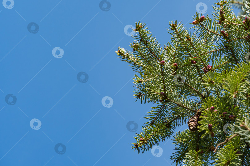 Скачать Крупный план молодых фиолетовых мужских шишек на сосновой ветке Picea omorika на фоне голубого неба. Выборочный фокус. Вечнозеленый ландшафтный сад. Солнечный день в весеннем саду. Концепция природы для дизайна. фотосток Ozero