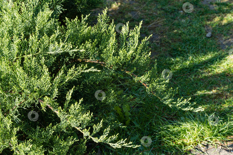 Скачать Молодые растущие ветви казацкого можжевельника Juniperus sabina Tamariscifolia на размытом фоне зеленой травы. Выборочный фокус. Вечнозеленый ландшафтный сад. Солнечный весенний день. Концепция природы для дизайна фотосток Ozero