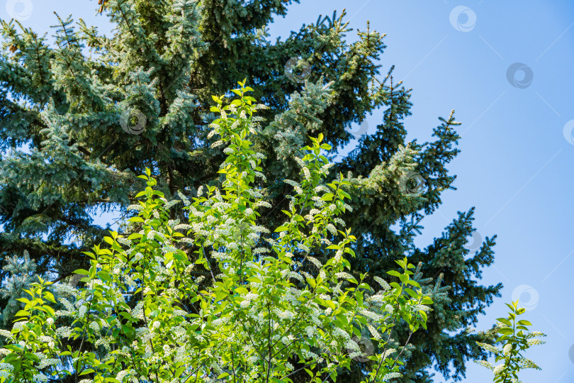 Скачать Цветущий великолепный Prunus padus 'Сибирская красавица' на размытом фоне голубой ели и голубого неба. Выборочный фокус. Весенний ландшафтный сад. Цветущая черемуха, бонсай, карликовое дерево или майское дерево. фотосток Ozero