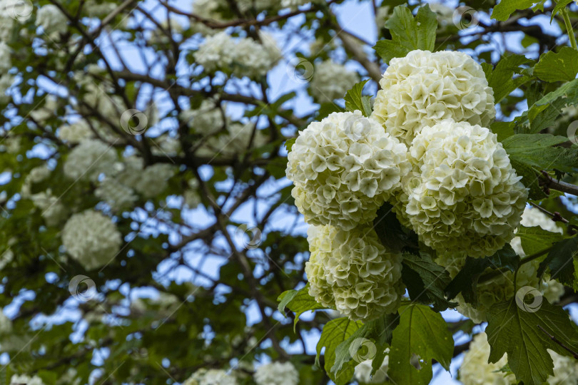 Скачать Калина белая или Viburnum vulgaris Sterilis, кустарник Снежный ком, европейский снежный ком. Белые цветы в виде огромных шаров на ветвях калины обыкновенной. Размытый фон. Выборочный фокус. Крупный план. фотосток Ozero