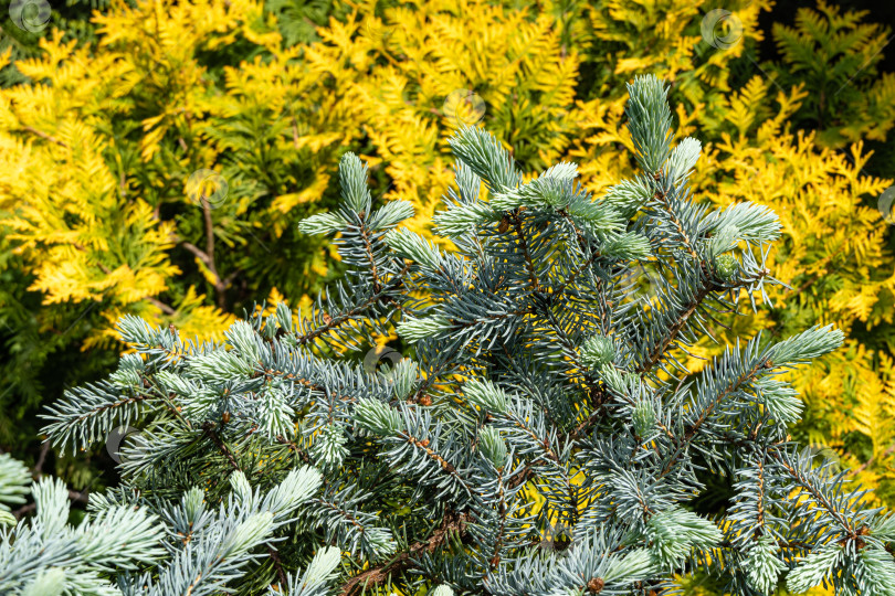 Скачать Серебристо-голубая ель Picea pungens Hoopsii на размытом золотистом фоне западной туи. Выборочный фокус. Молодые ярко-зеленые веточки с мягкими иголками на ветвях. Концепция природы для рождественского дизайна фотосток Ozero