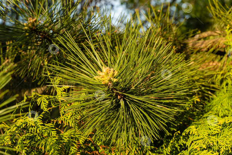 Скачать Австрийская сосна. или черная сосна (Pinus nigra) на темно-зеленом фоне. Выборочный фокус молодых мужских шишек на ветке австрийской сосны. Крупный план. Вечнозеленый ландшафтный сад. фотосток Ozero